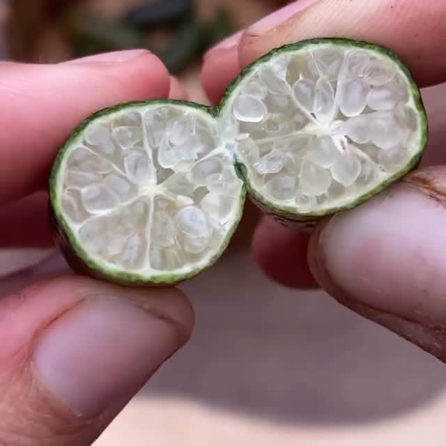 Watch for some zesty ASMR from @miamifruit 🍋👂 Say hello to caviar lime — the tiny but mighty ingredient we add to select custom formulas for extra shine and scalp love. Natural AHAs gently exfoliate, so your hair and skin feel fresh, smooth, and ready to glow. 🌿💛 #ProseIngredients #CustomCare #CaviarLime #ASMRBeauty